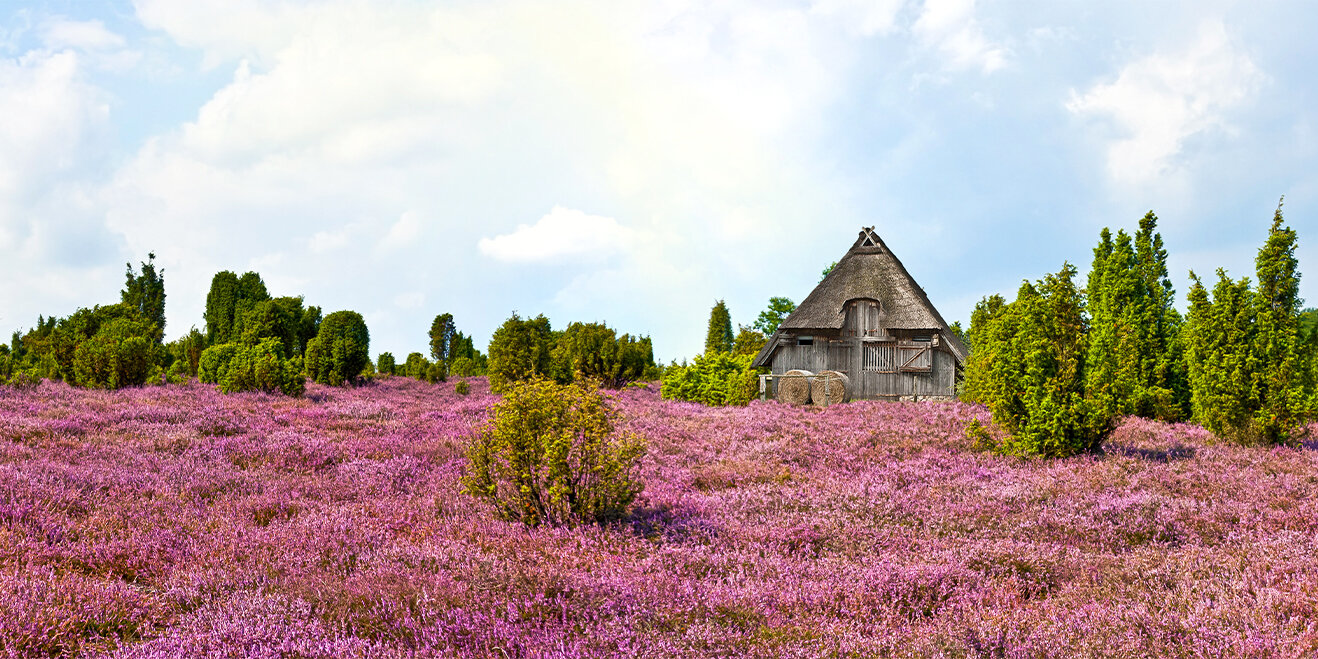 Urlaub in der Lüneburger Heide 🦋 Eine lila Leidenschaft Urlaub in der Lüneburger Heide 🦋 Eine lila Leidenschaft