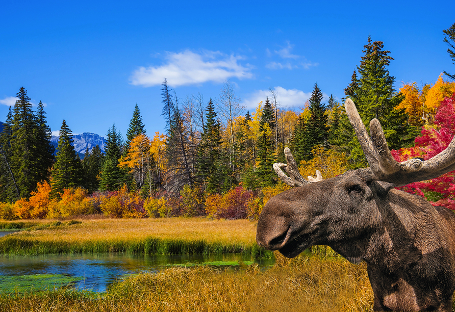 Kanadas Reizvoller Osten Fruhling Indian Summer Erleben Yyzkanr