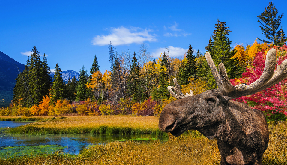 Kanadas Reizvoller Osten Fruhling Indian Summer Erleben Yyzkanr